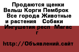 Продаются щенки Вельш Корги Пемброк  - Все города Животные и растения » Собаки   . Ингушетия респ.,Магас г.